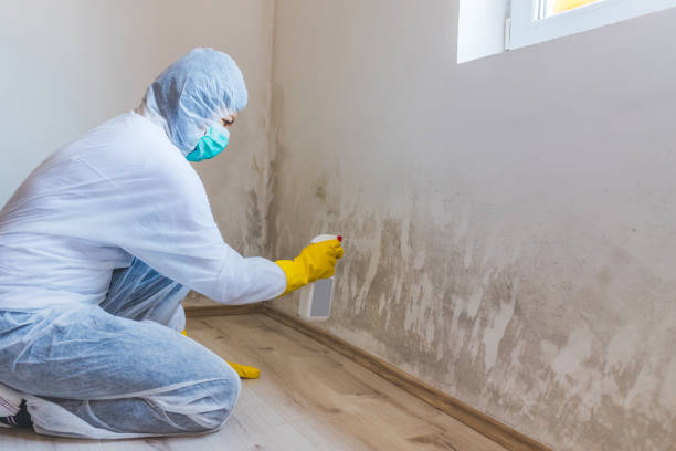 Licensed Mold Inspection service in Kirkland, WA - WQB Mold Removal